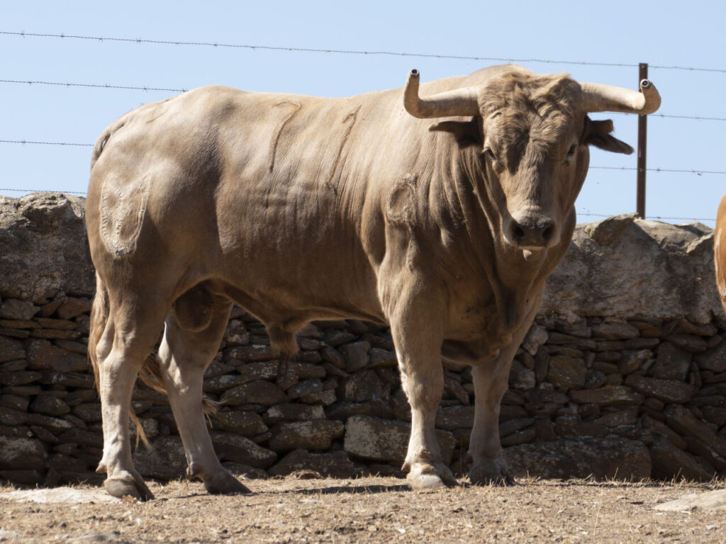 «Talavante» se queda sin Valencia