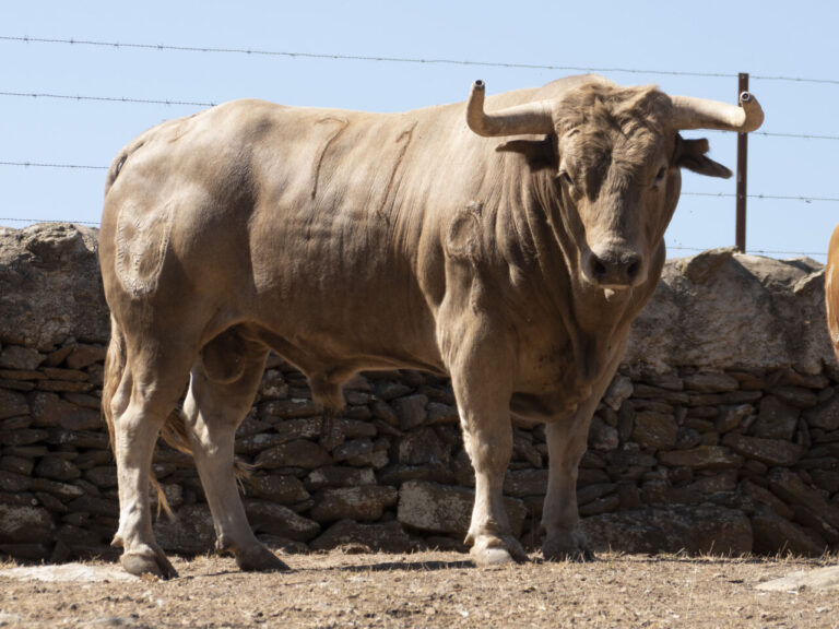 «Talavante» se queda sin Valencia