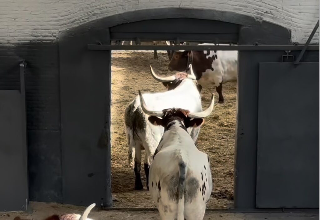 Los bueyes de Las Ventas ya aguardan al inicio de la temporada