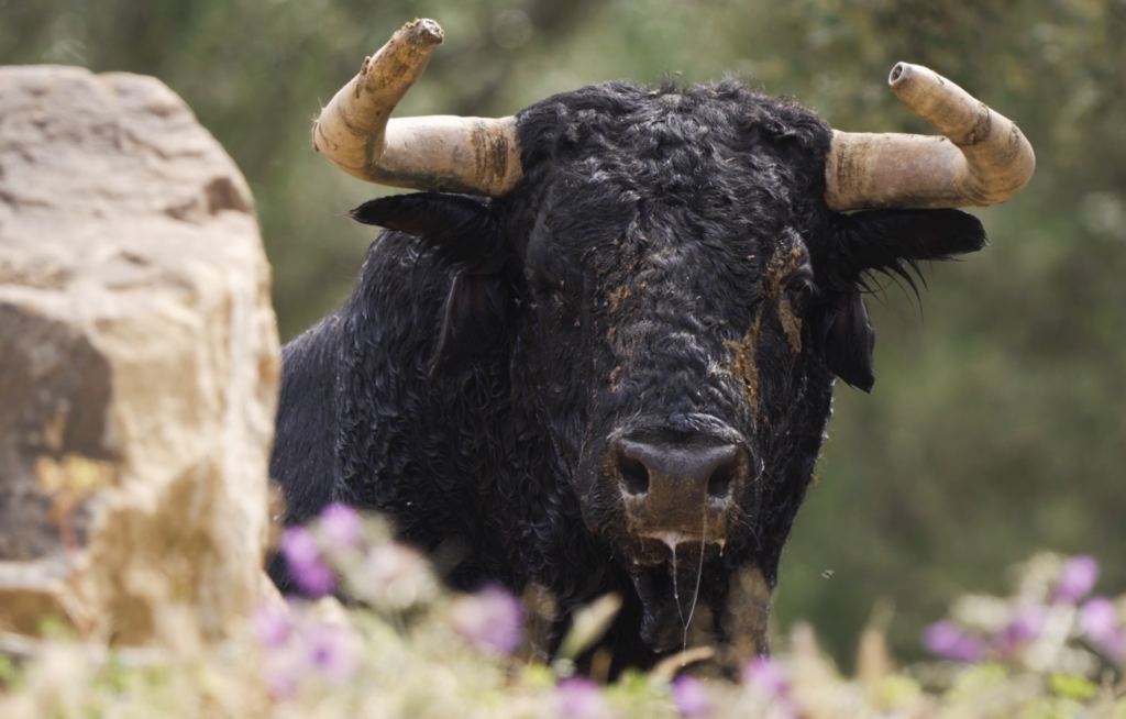 Los toros de Santiago Domecq ya están listos para su tarde en Alicante