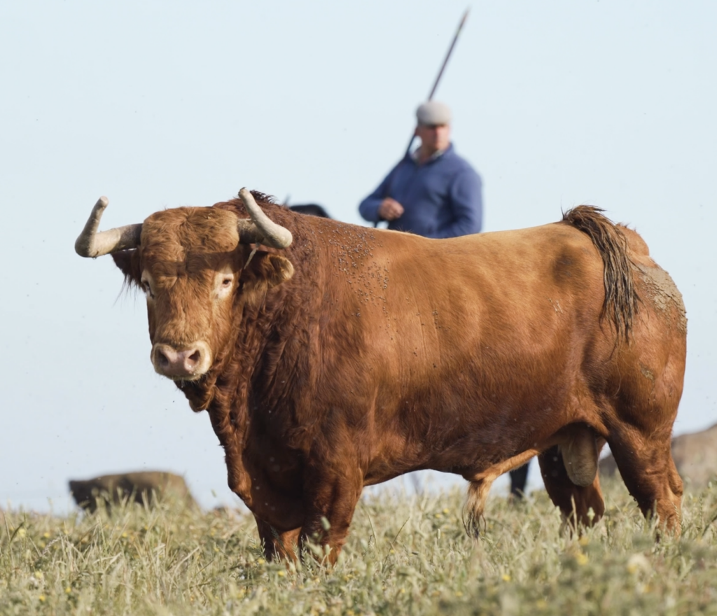 Los Toros de Álvaro Núñez para el Cartelazo de «No Hay Billetes» en la Feria de Hogueras de Alicante