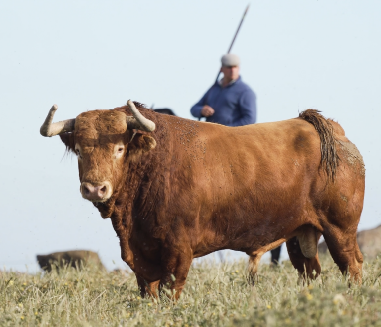 Los Toros de Álvaro Núñez para el Cartelazo de «No Hay Billetes» en la Feria de Hogueras de Alicante