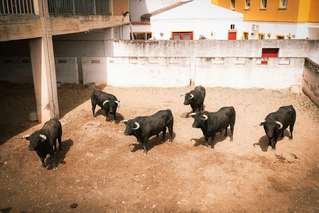 romao tenorio