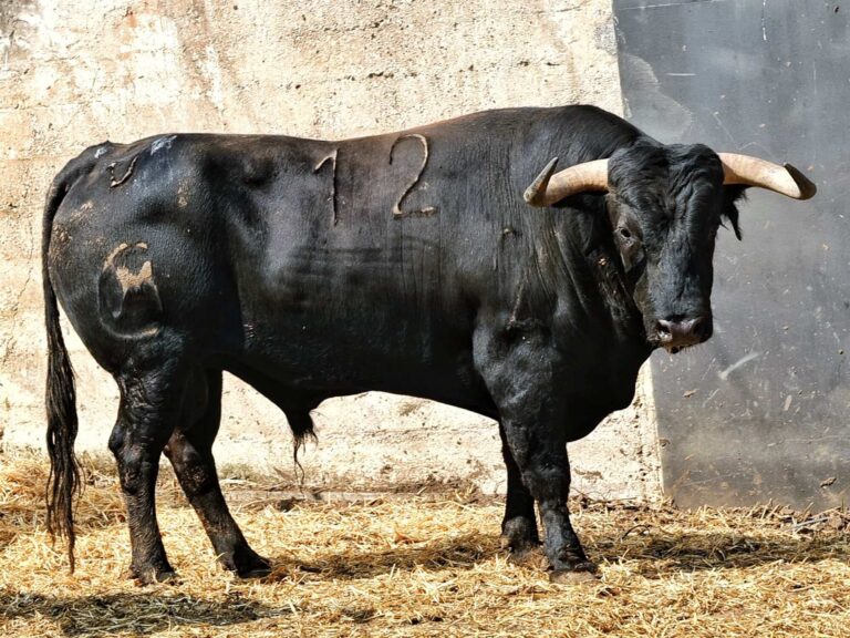 «Jareño» de Juan Manuel Criado el toro de la alternativa de Tomás Bastos en Santander