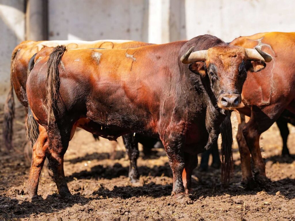 Sorteo, orden de lidia y cuadrillas para la cuarta de abono de la Feria Taurina de Santiago 2026