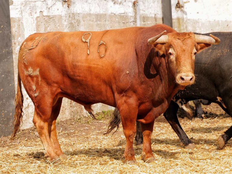 Sorteados los toros de Juan Pedro Domecq para la corrida de Beneficencia de Santander