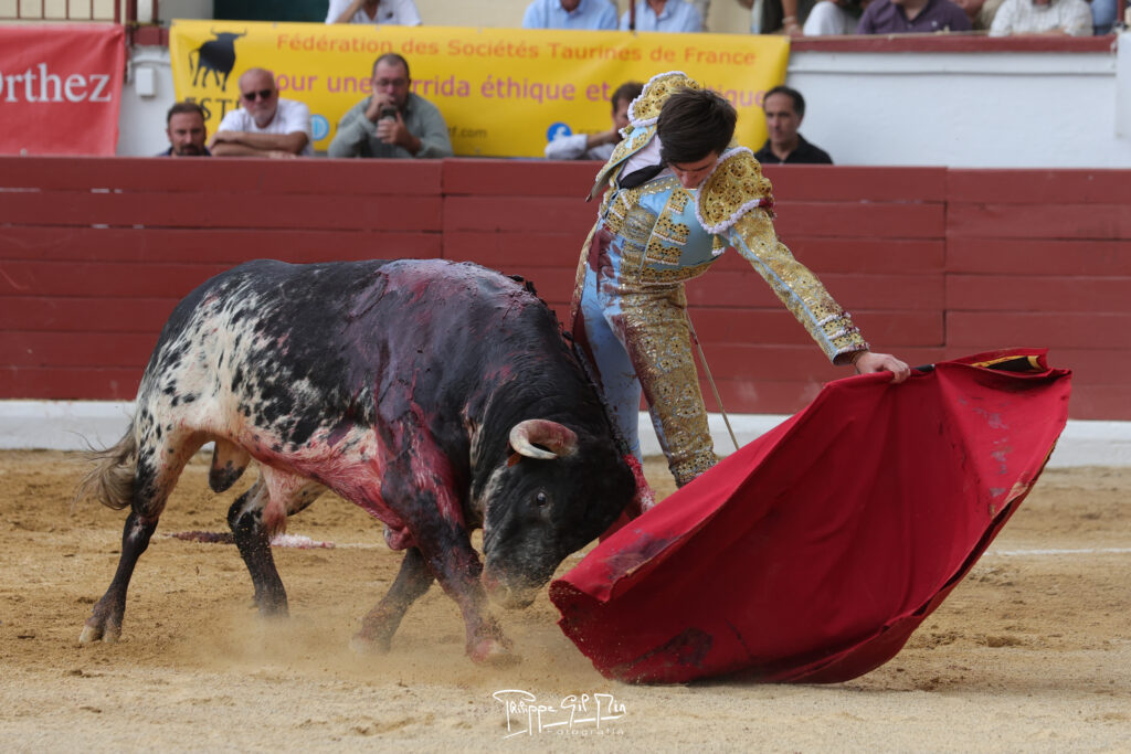La novillada matinal de Orthez, en la mirada fotográfica de Philippe Gil Mir