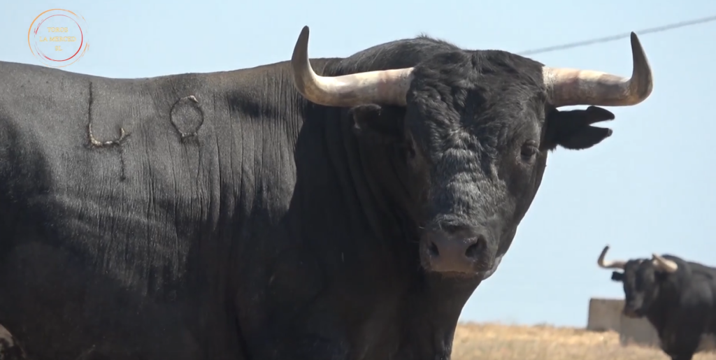 Zahariche abre sus puertas a Huelva para mostrar el regreso de Miura a la Feria de Colombinas