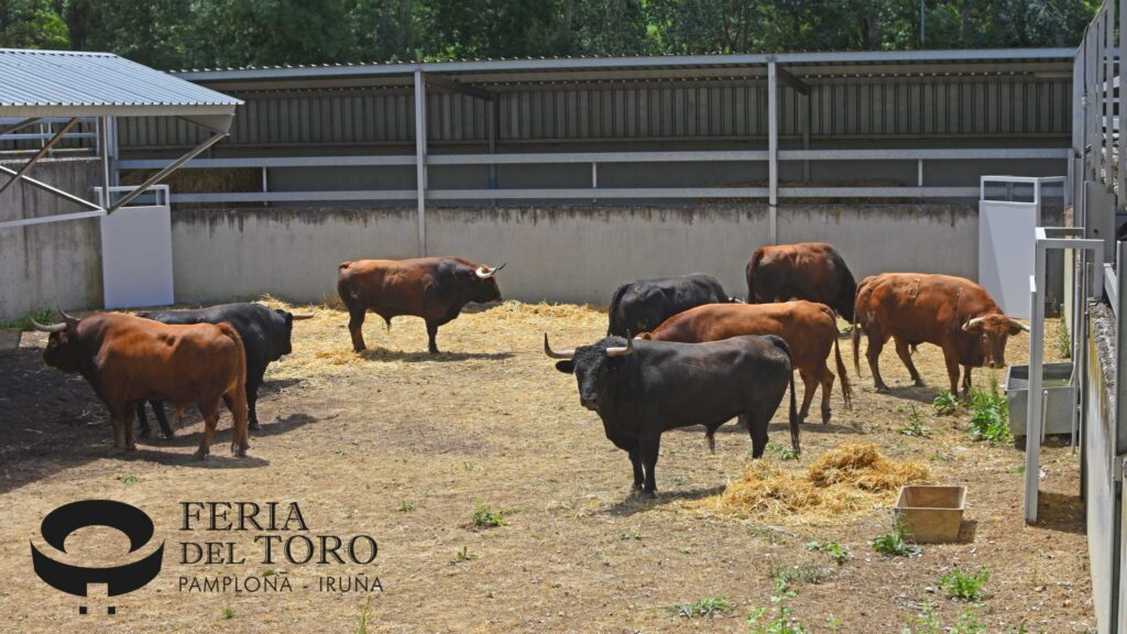 Los toros de Álvaro Núñez ya descansan en los Corrales del Gas