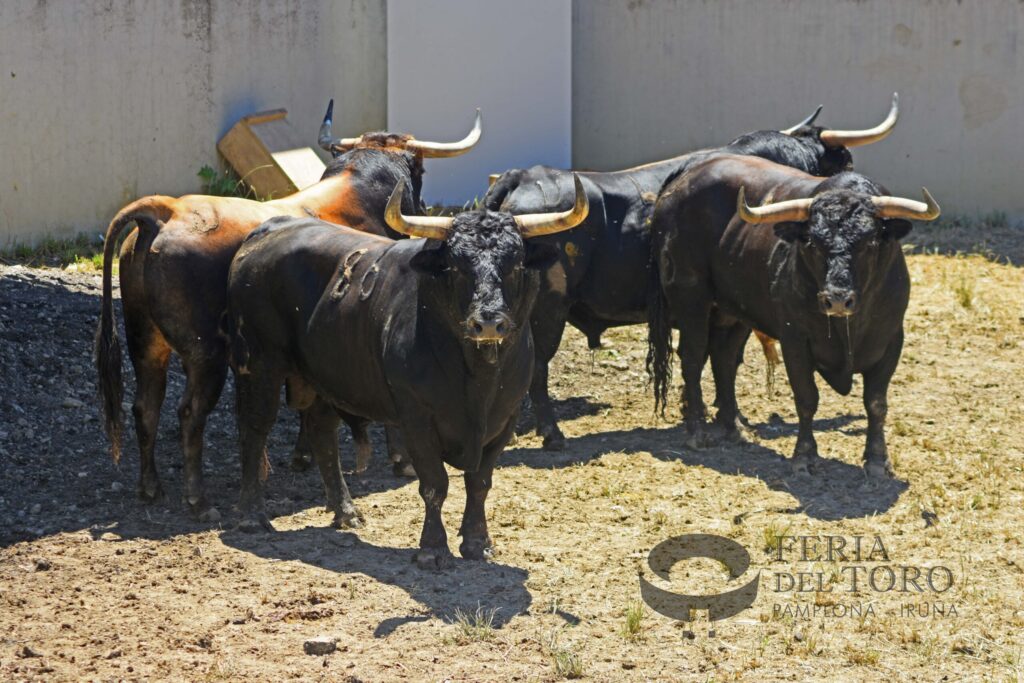 Los toros de La Palmosilla regresan a los Corrales del Gas para San Fermín 2026