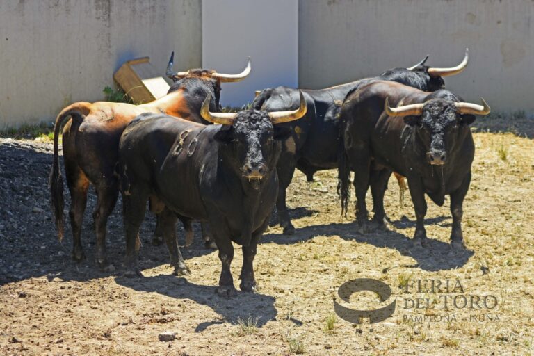 Los toros de La Palmosilla regresan a los Corrales del Gas para San Fermín 2026