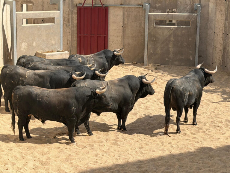 Sorteados los toros de Araúz de Robles para la despedida de Víctor Puerto en Ciudad Real