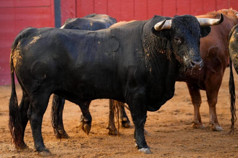Sorteados los novillos de Garcigrande para la novillada de San Miguel en La Maestranza